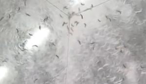 Capture silk worms making paper